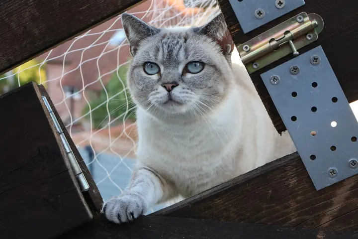 A cat looking out of the passage in the terrace wall that leads to the cat ladder