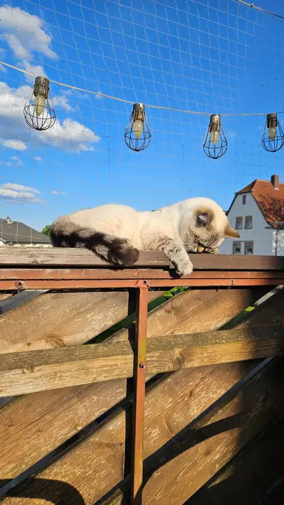 A blue-eyed cat lounging on the wooden terrace wall under string lights and netting