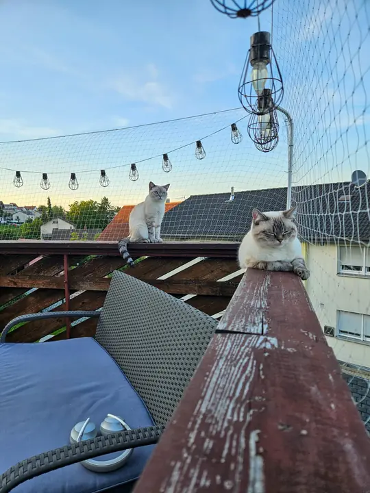 Two cats on the terrace wall under the cat net